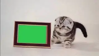 Слайд футаж с котятами