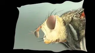 Fly 3D by Maxwel Rocha (original)
