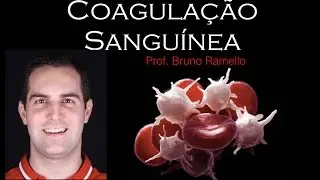 Coagulação Sanguínea - YES Biologia com Prof. Bruno Ramello