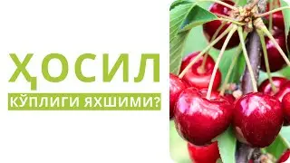 ГИЛОС НЕГА МЕВА БЕРМАЙДИ ЁКИ БЕРГАНИДА НЕГА МАЙДА БЎЛИБ ҚОЛАДИ?