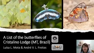 Uma lista de espécies de borboletas para o Cristalino Lodge (MT, Brasil) [EN | Legendas em PT]