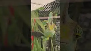 Поля зрения хамелеона 👍
