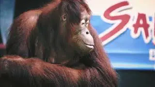 Orang-oetan geeft een kijkje in z'n leven