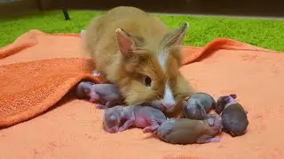 Mother Rabbit sniffs her little rabbits and drives away the Cats