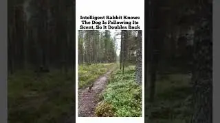 Intelligent rabbit knows the dog is following it's scent, so it double back! 😊