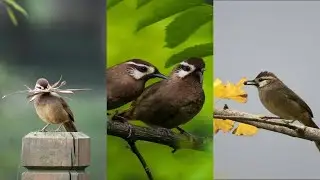 amazing bird on the earth unbilievable bird behavior #Shorts  105