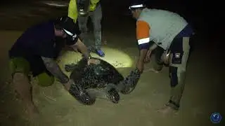 Fraser Island Turtle Trip Highlights