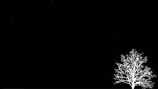 [Wallpaper Engine] Minimalist - Snowy white tree