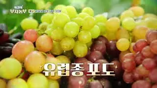 [역전의 부자농부 322회 예고] 포도로 연 매출 1억 2천만 원! 부산 강서구 김종석 부자농부