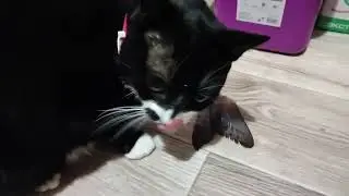 Кот ест хвост рыбы горбуши