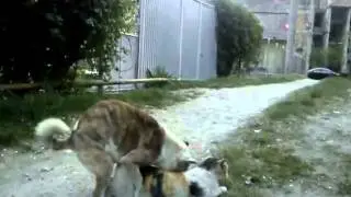 dog porn