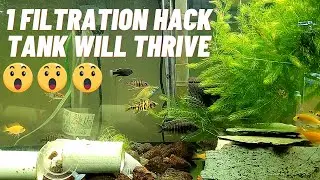 This One Single Plant Will Make Your Aquarium Thrive Quick!! 
