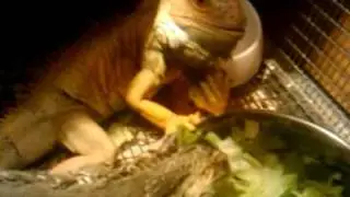 Gojira and Sugar eat
