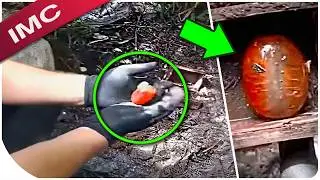 Mind Blowing Phenomena That Are Leaving Viewers On Edge