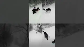 Дети и собаки
