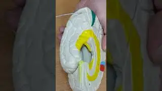 Медиальная и латеральная поверхности больших полушарий.