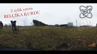 yavru Belçika kurdu daha 2 aylık 360 derece #yavruköpekler #belçikakurdu #360video
