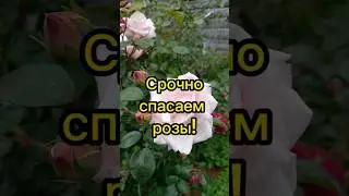 🥀Срочно спасаем розы!от мучнистой росы!! 