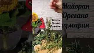 Ароматное масло