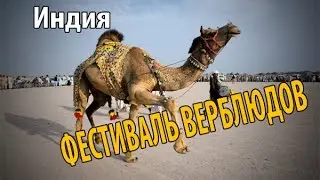 Фестиваль верблюдов в Пушкаре Индия