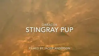 Stingray Pup!