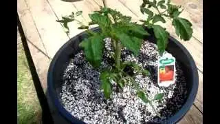 My Low Maintenance Container Veggie Garden
