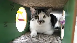 Is tunnel cat scratch board the most difficult toy for cats to refuse?🐱🤣| SD猫の夢島💗