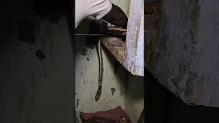 #Indian #spectacled venomous cobra snake rescue