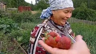 У ДРУЗЕЙ на ДАЧЕ 🍓🌳🌲🌱