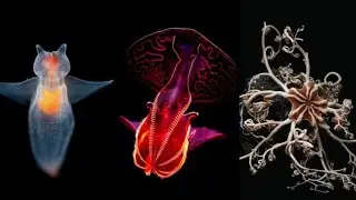 Discover Top 10 weirdest Sea animals that glow in the dark / Bioluminescence in the deep-sea animals