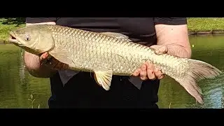 Pesque pague Basílio em Erechim -RS. Carpa Capim 4.160 kg