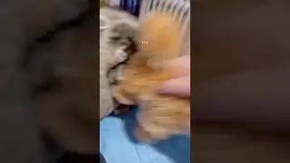 ... чо за на х** 