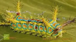 Насекомые Японии