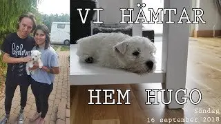 VI HÄMTAR HEM VÅRAN VALP HUGO