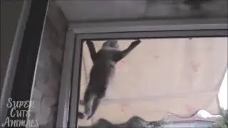 Cute Dog vs Cute Cat