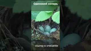 Рождение новой жизни в лесу! 
