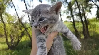 Найденный котенок -  Сборник моментов