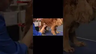 🐾 Стрижка спаниеля: как выстричь «юбку» 🐾