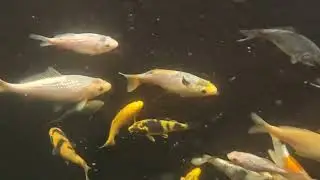Underwater in the Longblock & Tosai Tank While Cleaning Their Filters #koi #koifish #koifilterclean