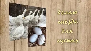 гнёзда для гусей (блины,яичница из гусиных яиц)
