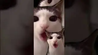 eating cat meme 8d audio 
