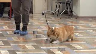 NoseWork: работа носом