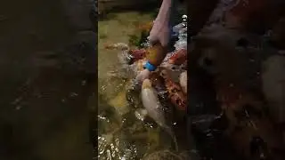 #koifish #aquarium #shortvideo #shorts #short