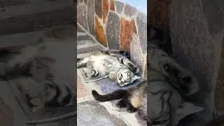 🐈‍⬛⚔️🐍 GATTO CONTRO BISCIA: chi vincerà❓#gatto #cat #snake #fighting #serpente #animals #animali