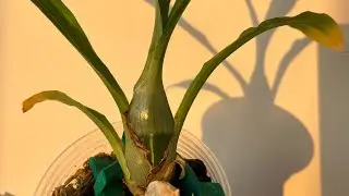 Орхидеи МОРКОВКИ 🥕🥕🥕 ПРИКУПИЛА ещё ПАРОЧКУ 🙃