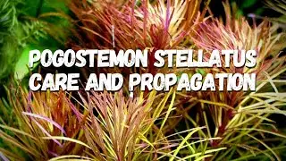 How to Care for, Grow and Propagate Pogostemon Stellatus