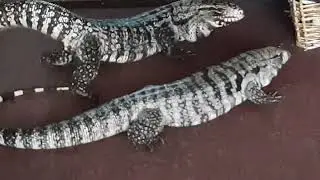 Mating tegu in the middle of the living room
