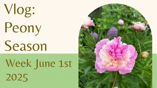 Garden Diaries June 1st | The Peonies are blooming!