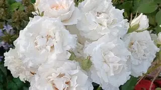 Цветные розы🤍🤍🤍Часть 2.🤍🤍🤍 Белые....😊 Цветние и краткий обзор сортов.#розы #уральскиерозы #белыерозы