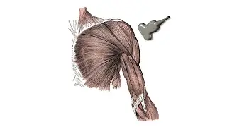 SHOULDER: Ultrasound scanning protocol video tutorial